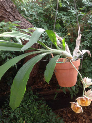 Catasetum orchid from Richard Poole