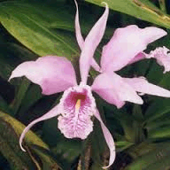 Cattleya