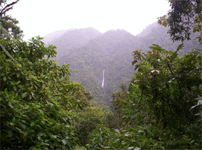 Costa-Rica-rainforest-3