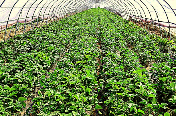greenhouse plants