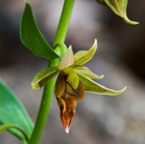 "Chatterbox Orchid" Epipactis gigantea - species native to Texas