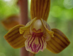 Hexalectris spicata orchid