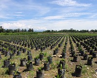 palm oil production