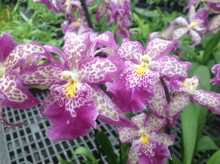 Miltonia-hybrid