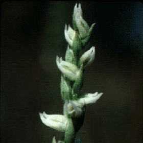 spiranthes parksii, Texas