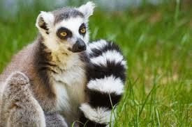 lemur