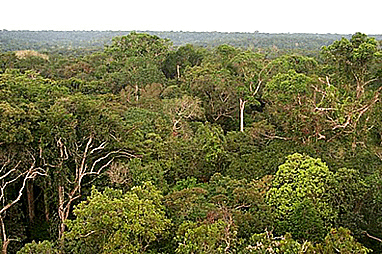 Rainforest-3