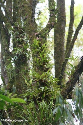 Rainforest orchids