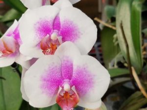 Phalaenopsis