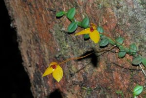 Bulbophyllum catenarium