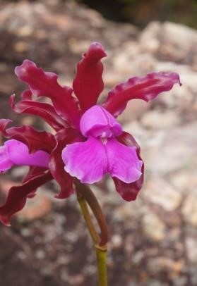 Cattleya elongata