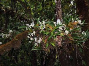 Coelogyne nitida