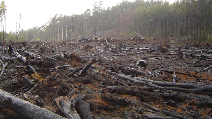 Rain forest after clear-cutting