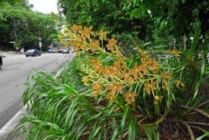 Grammatophyllum speciosum 