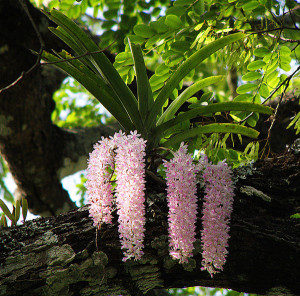 Rhynchostylis retusa