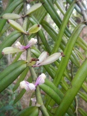 Thrichoglottis latisepala