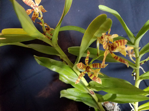 Next orchid watercolor trichoglottis faciata