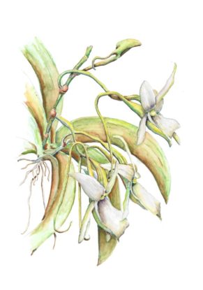 Angraecum leonis