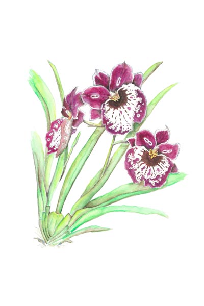 Miltoniopsis Hajime Ono