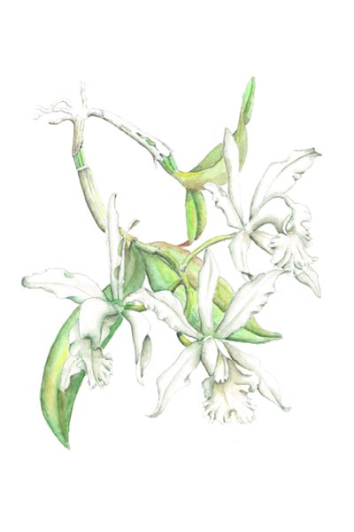 Cattleya intermedia var.alba