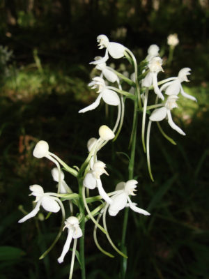 White Fringeless Orchid