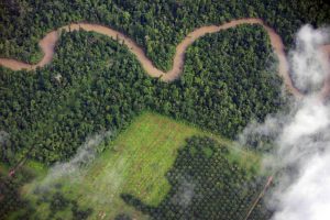 loss of rainforest to palm oil farming