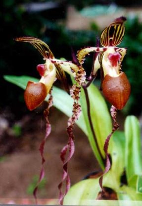 paphiopedilum paphsanderanum