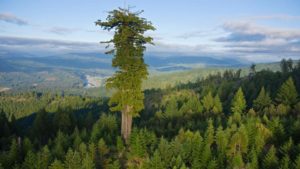 redwood tree