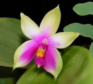 violacea orchid
