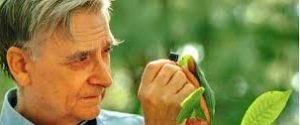 Biologist E.O. Wilson