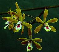 Encyclia patens orchid