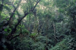 Tijuca rainforest, Brazil