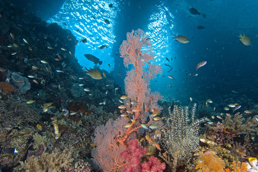 Coral reef