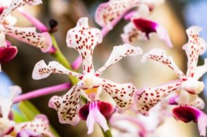 Costa Rica orchid