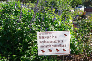Milkweed for monarch butterflies
