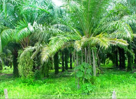 Palm Oil Farm in Costa Rica