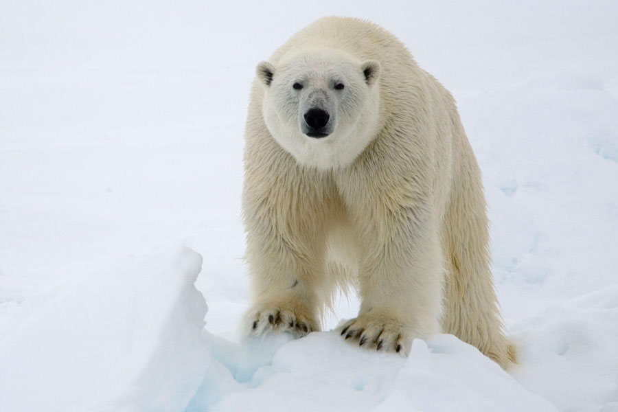 Polar Bear World Wildlife Fund