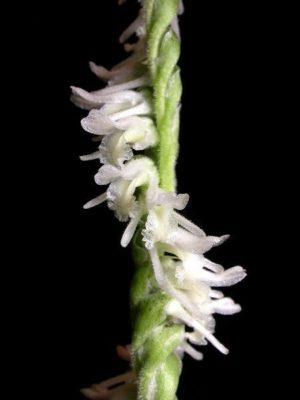 Spiranthes vernalis