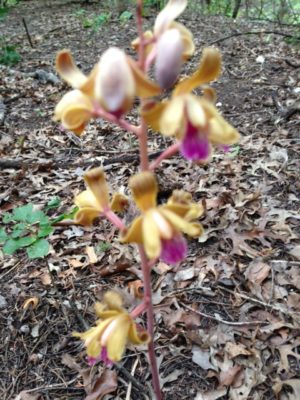 Hexalectis orchid - species native to Texas