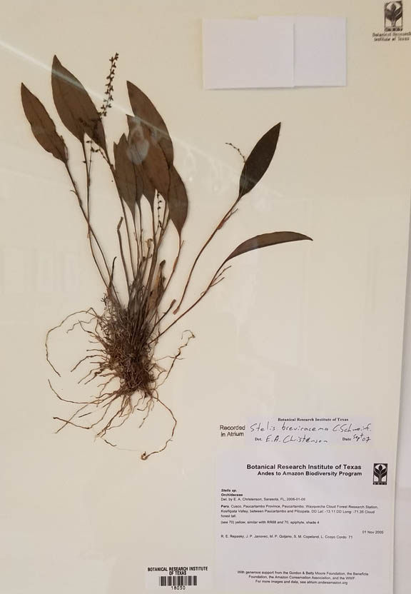 herbarium sample