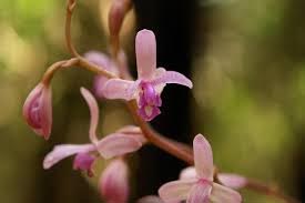 Hexalectris arizonica orchid