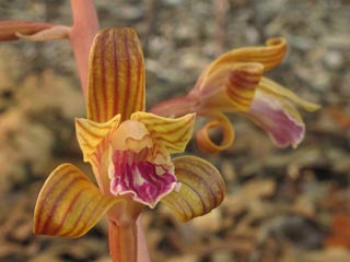 hexalectris spicata orchid, photo by Alan Cressler