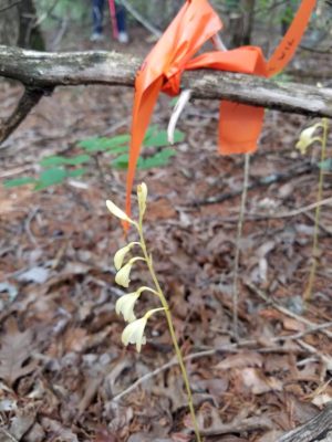 Yellow Hexalectris warnockii, Cedar Ridge Preserve 2017