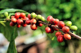 Coffee beans growing