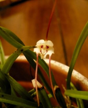 Cool growing Dracula lotax orchid