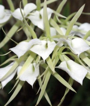 Brassavola venusa AOS photo by Leon Ibarra Gonzalez