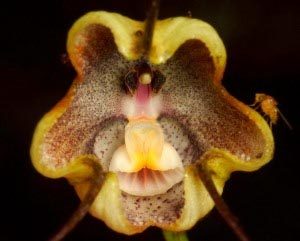 Dracula orchid RT Andreas Kay