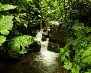 Ecuador Choco Rainforest RT Andreas Kay