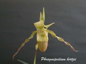 Phragmipedium hirtzii