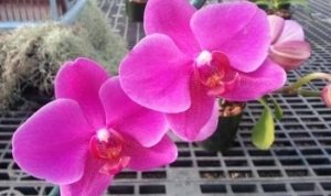 phalaenopsis